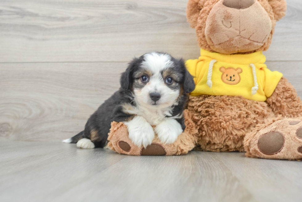 Energetic Aussie Bichon Designer Puppy