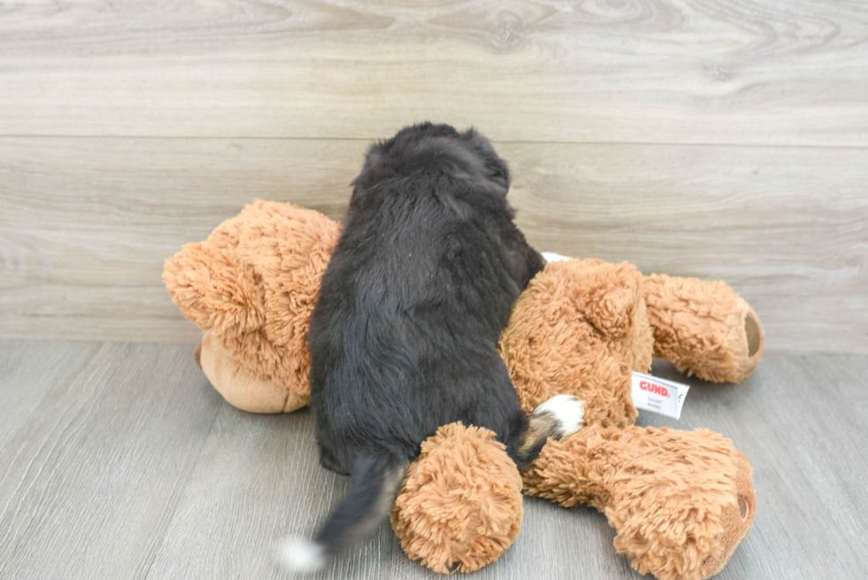 Smart Aussiechon Designer Pup