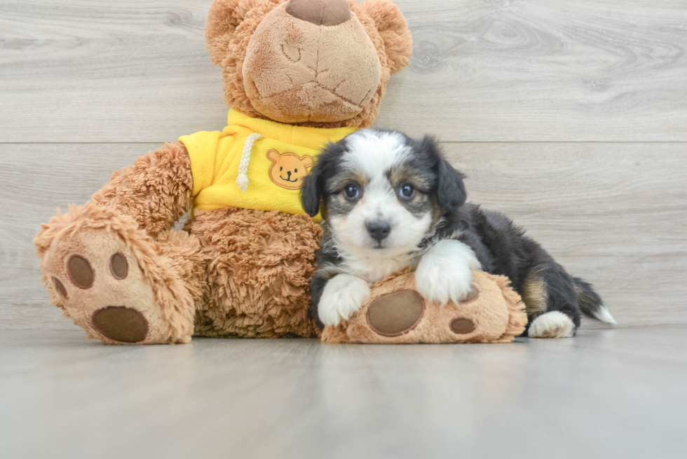 Fluffy Aussiechon Designer Pup