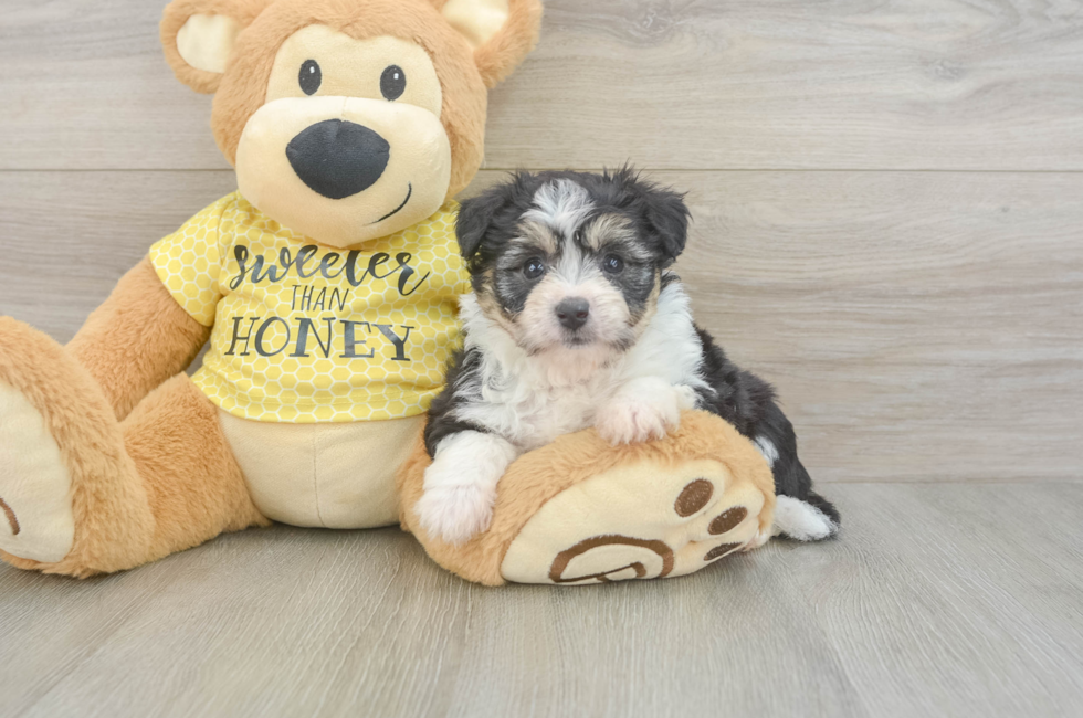 5 week old Aussiechon Puppy For Sale - Pilesgrove Pups