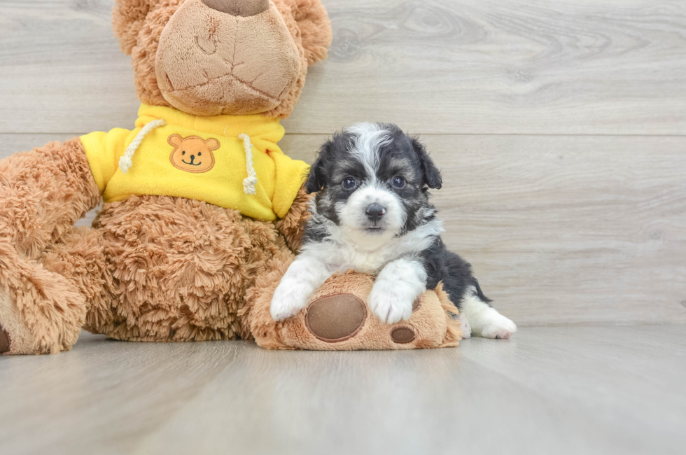 5 week old Aussiechon Puppy For Sale - Pilesgrove Pups