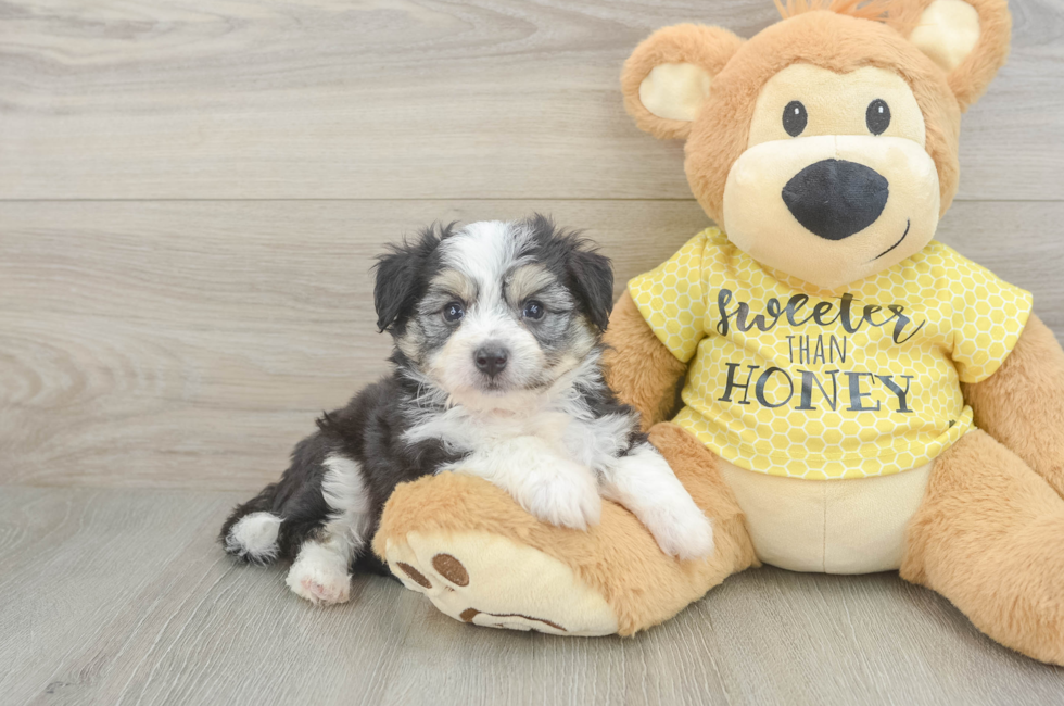 5 week old Aussiechon Puppy For Sale - Pilesgrove Pups