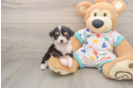 Best Aussiechon Baby
