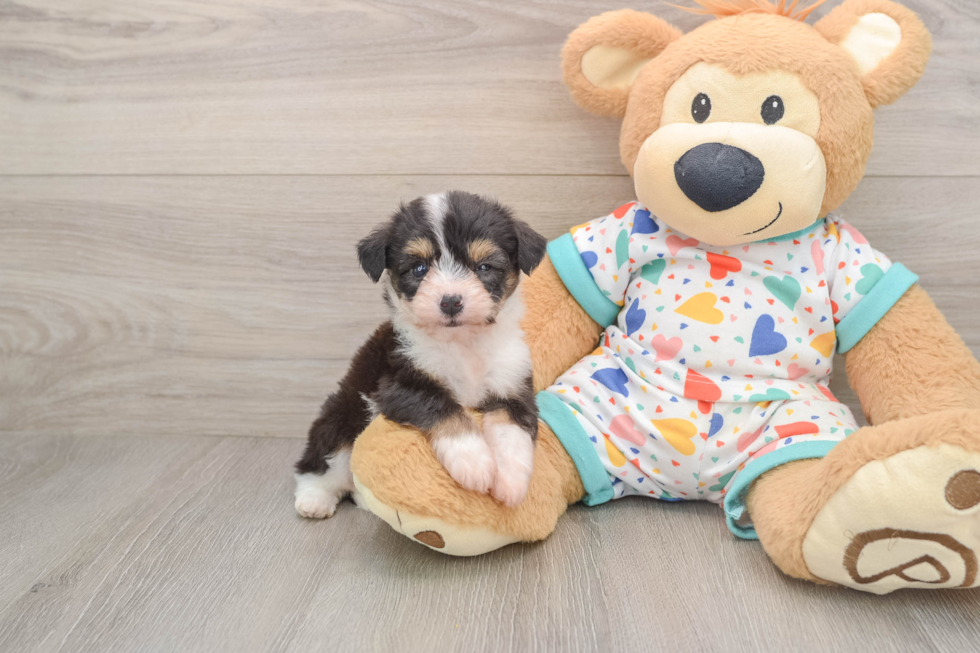 Best Aussiechon Baby