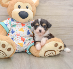 6 week old Aussiechon Puppy For Sale - Pilesgrove Pups