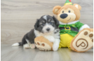 Aussiechon Puppy for Adoption