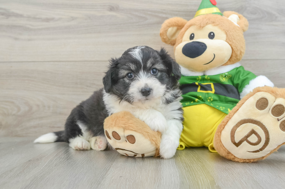 7 week old Aussiechon Puppy For Sale - Pilesgrove Pups