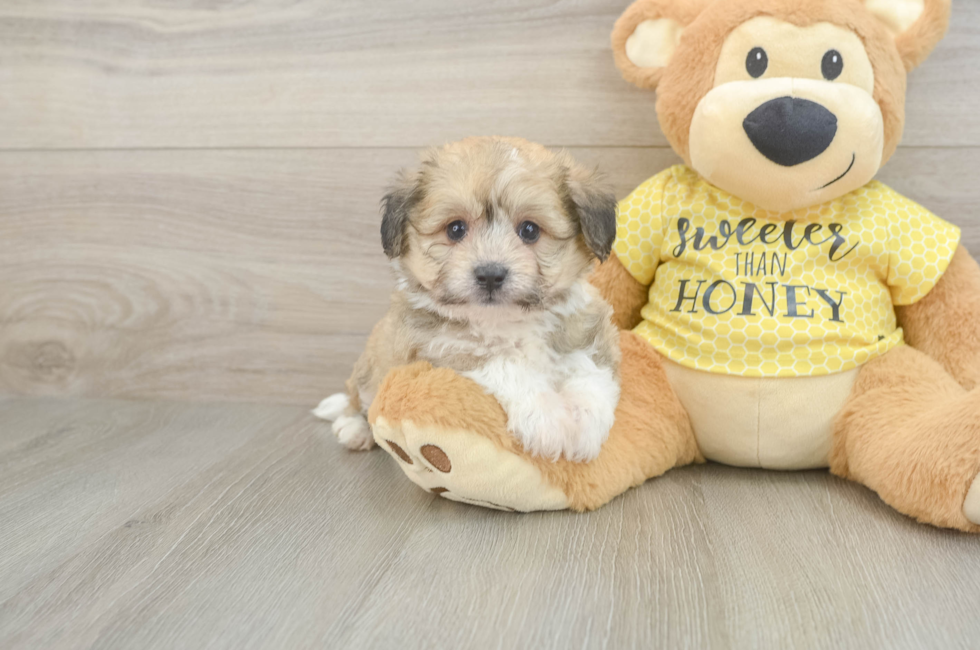 5 week old Aussiechon Puppy For Sale - Pilesgrove Pups