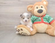 6 week old Aussiechon Puppy For Sale - Pilesgrove Pups