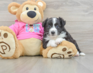 7 week old Aussiechon Puppy For Sale - Pilesgrove Pups