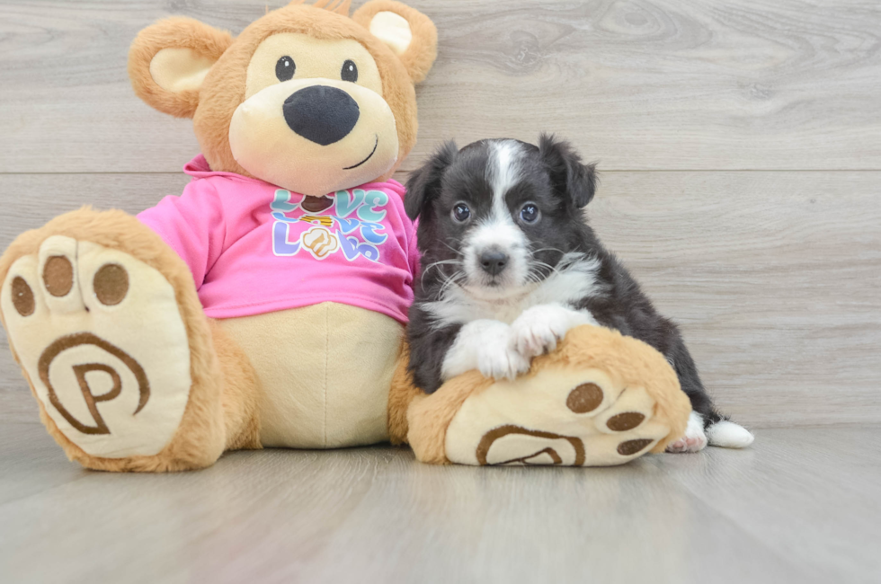 6 week old Aussiechon Puppy For Sale - Pilesgrove Pups