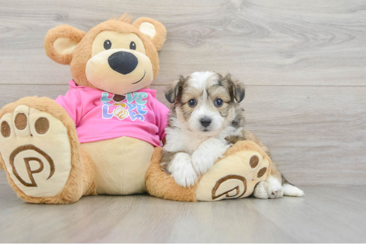 Aussiechon Puppy for Adoption