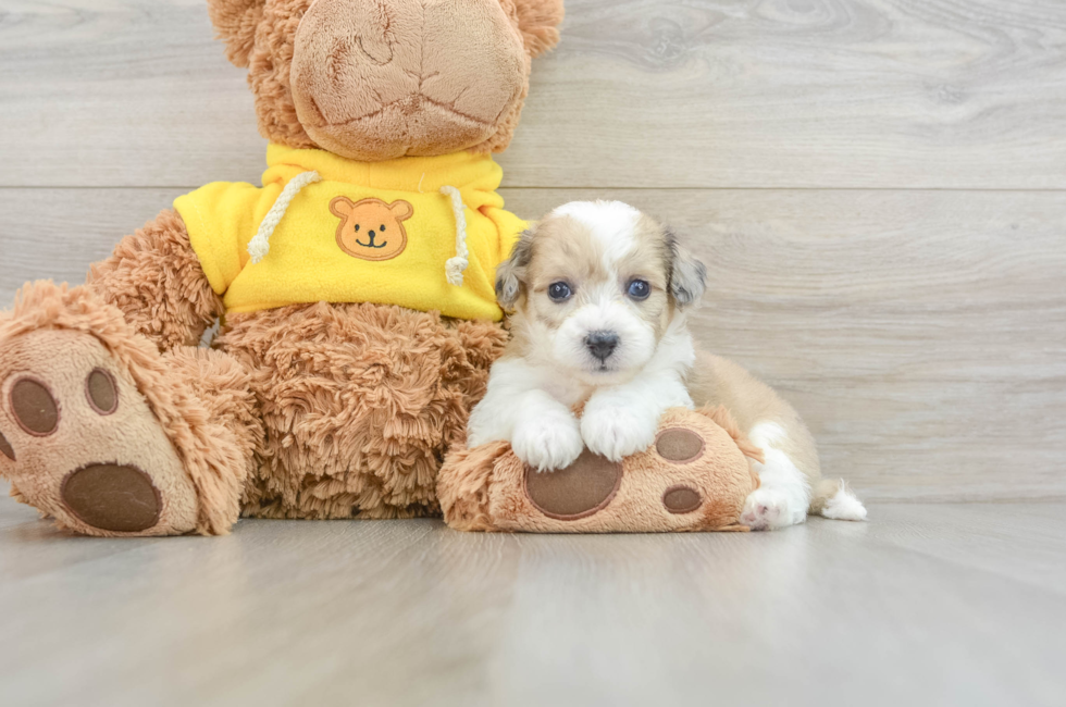 5 week old Aussiechon Puppy For Sale - Pilesgrove Pups