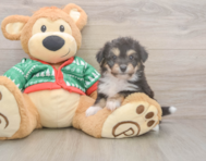 6 week old Aussiechon Puppy For Sale - Pilesgrove Pups