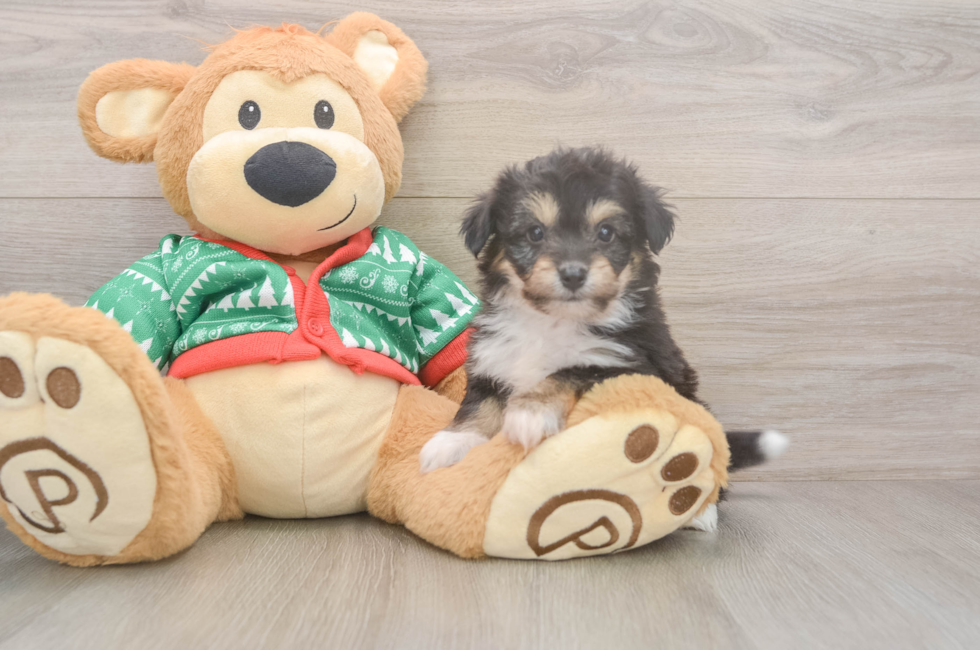 5 week old Aussiechon Puppy For Sale - Pilesgrove Pups