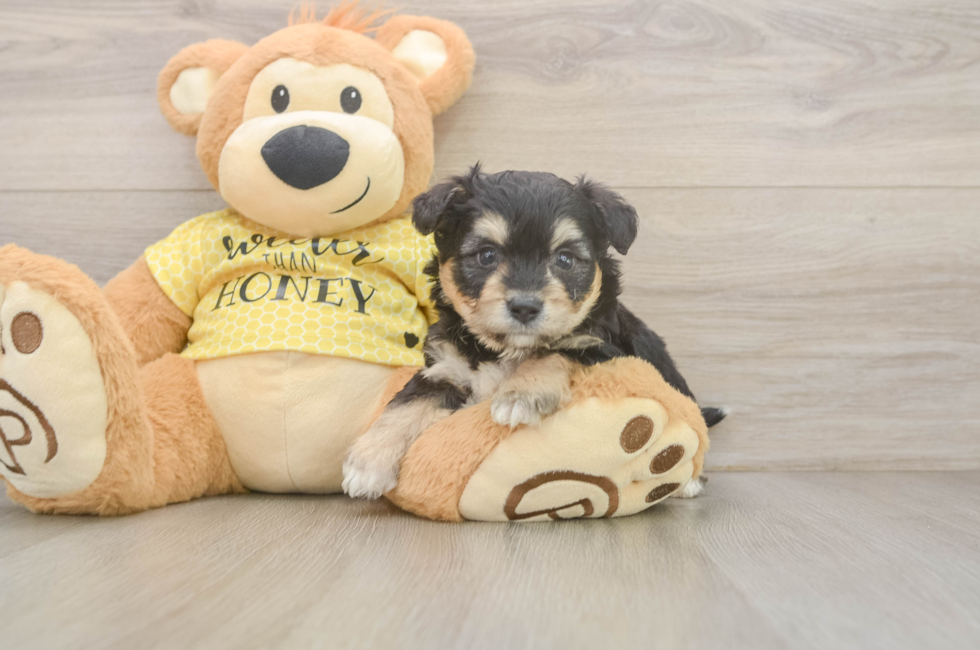 6 week old Aussiechon Puppy For Sale - Pilesgrove Pups