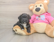 6 week old Aussiechon Puppy For Sale - Pilesgrove Pups