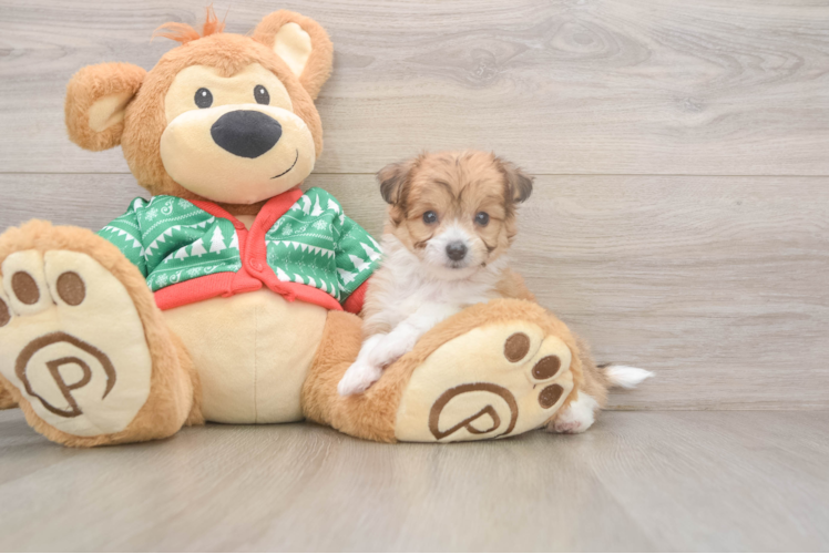 Aussiechon Pup Being Cute