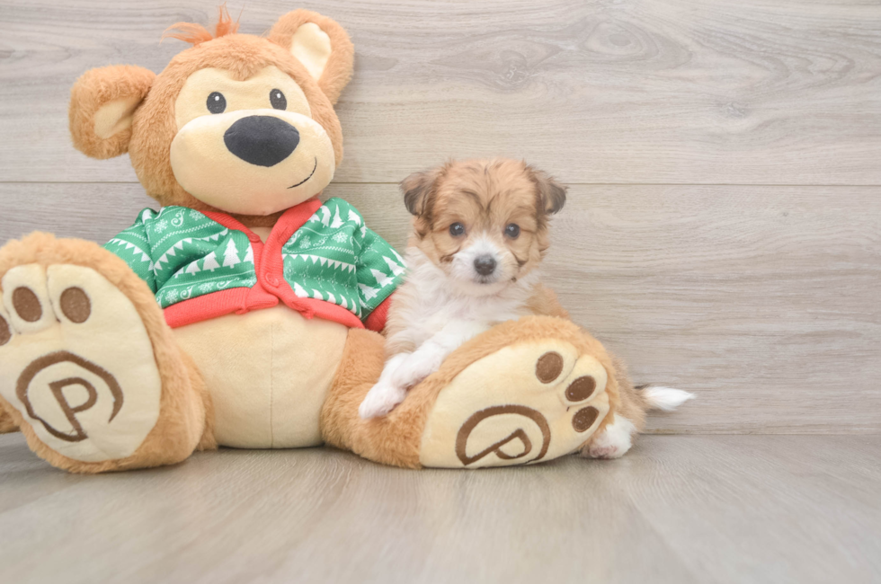 6 week old Aussiechon Puppy For Sale - Pilesgrove Pups