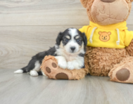 7 week old Aussiechon Puppy For Sale - Pilesgrove Pups