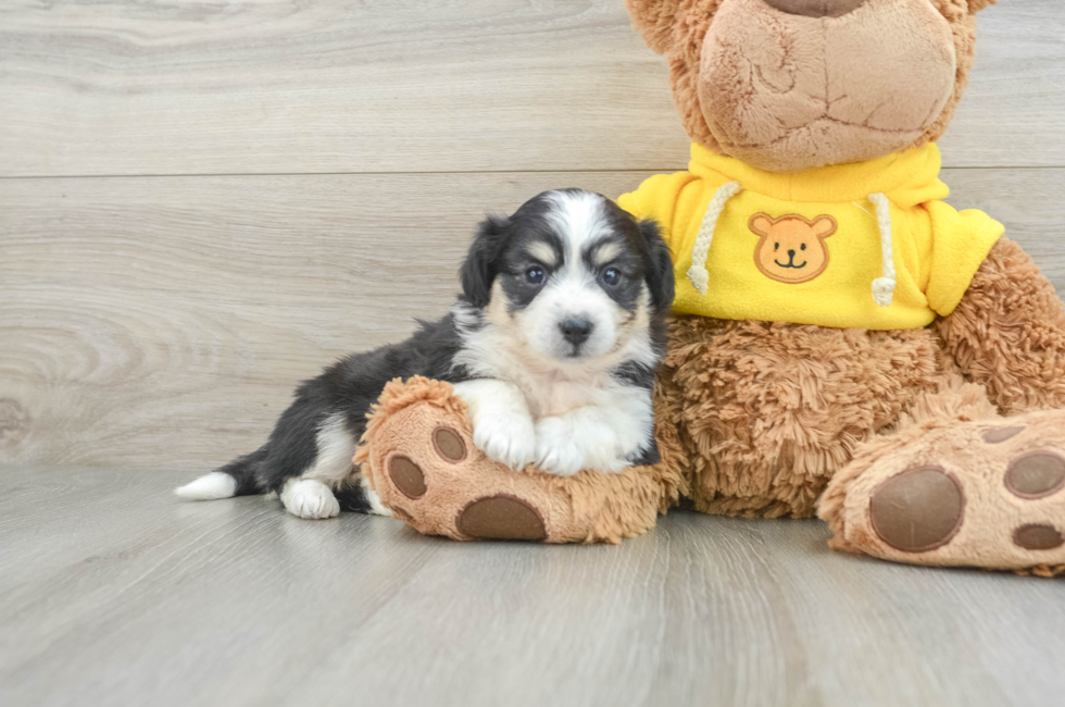 8 week old Aussiechon Puppy For Sale - Pilesgrove Pups