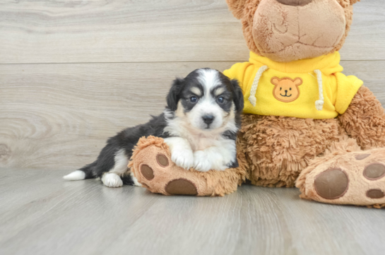 Energetic Aussie Bichon Designer Puppy