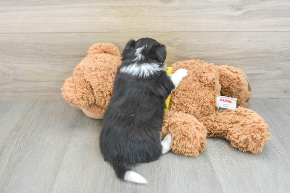 Aussiechon Pup Being Cute