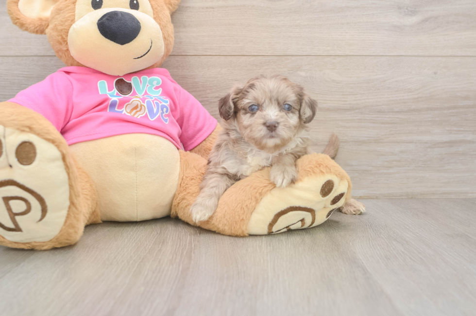 5 week old Aussiechon Puppy For Sale - Pilesgrove Pups