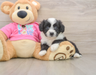 7 week old Aussiechon Puppy For Sale - Pilesgrove Pups