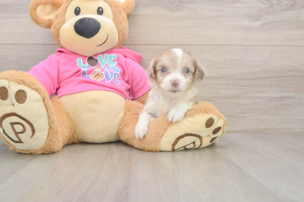 5 week old Aussiechon Puppy For Sale - Pilesgrove Pups