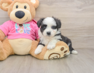 8 week old Aussiechon Puppy For Sale - Pilesgrove Pups