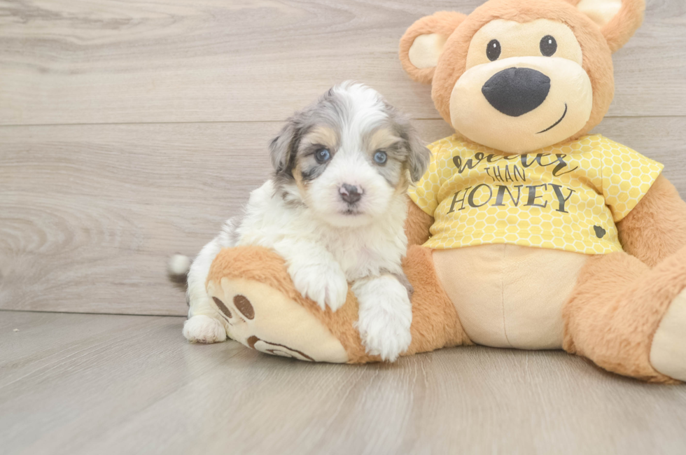 6 week old Aussiechon Puppy For Sale - Pilesgrove Pups