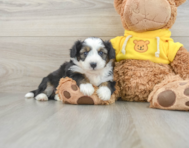 7 week old Aussiechon Puppy For Sale - Pilesgrove Pups