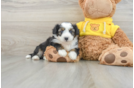 Aussiechon Puppy for Adoption