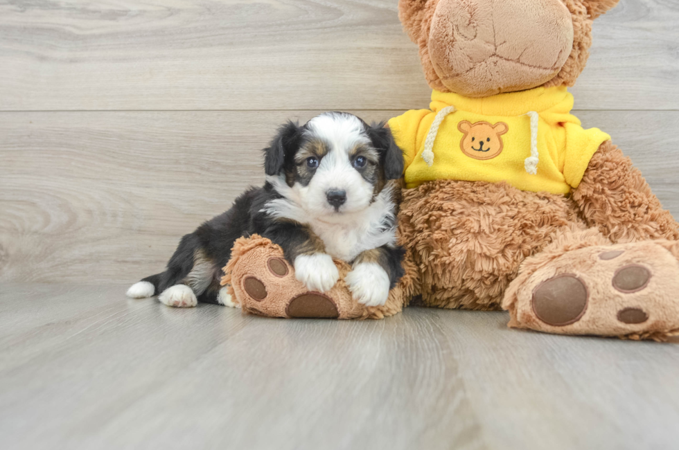 7 week old Aussiechon Puppy For Sale - Pilesgrove Pups