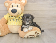8 week old Aussiechon Puppy For Sale - Pilesgrove Pups