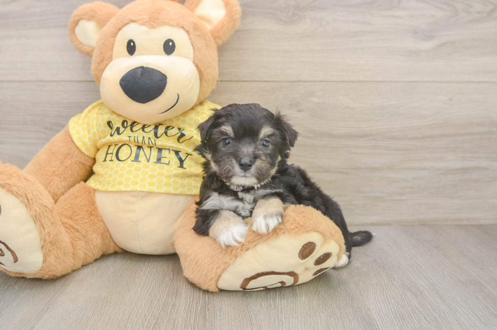 6 week old Aussiechon Puppy For Sale - Pilesgrove Pups