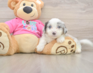 6 week old Aussiechon Puppy For Sale - Pilesgrove Pups