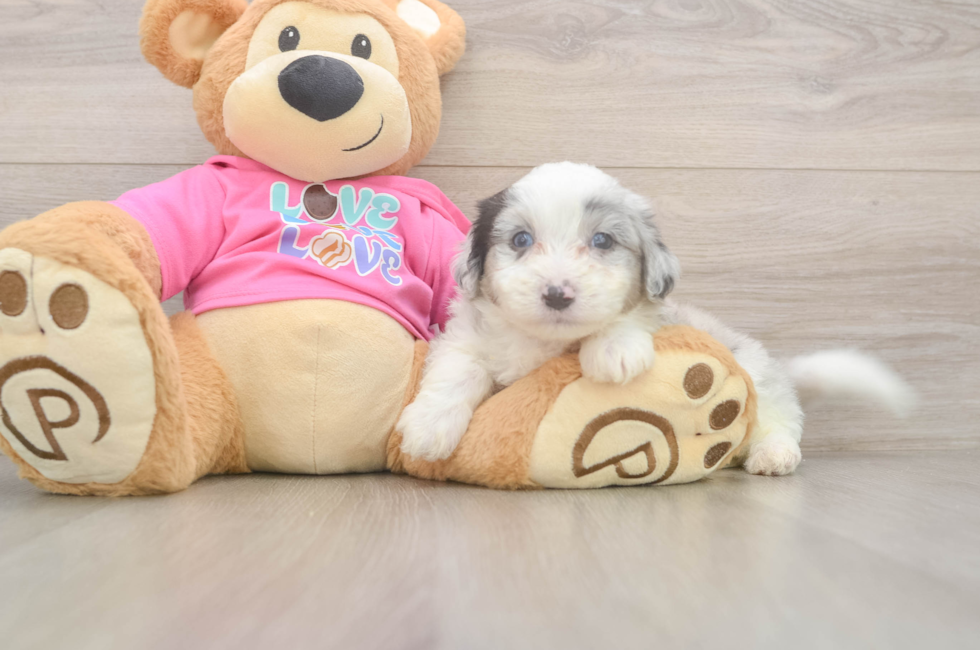 5 week old Aussiechon Puppy For Sale - Pilesgrove Pups