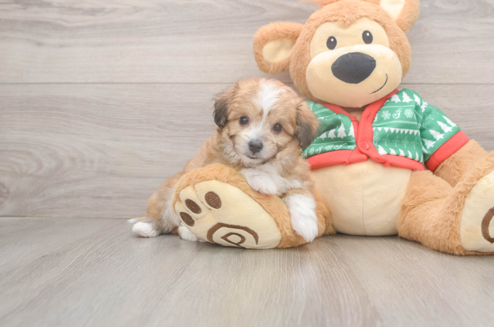 6 week old Aussiechon Puppy For Sale - Pilesgrove Pups