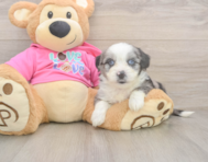 6 week old Aussiechon Puppy For Sale - Pilesgrove Pups