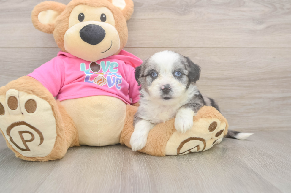 5 week old Aussiechon Puppy For Sale - Pilesgrove Pups
