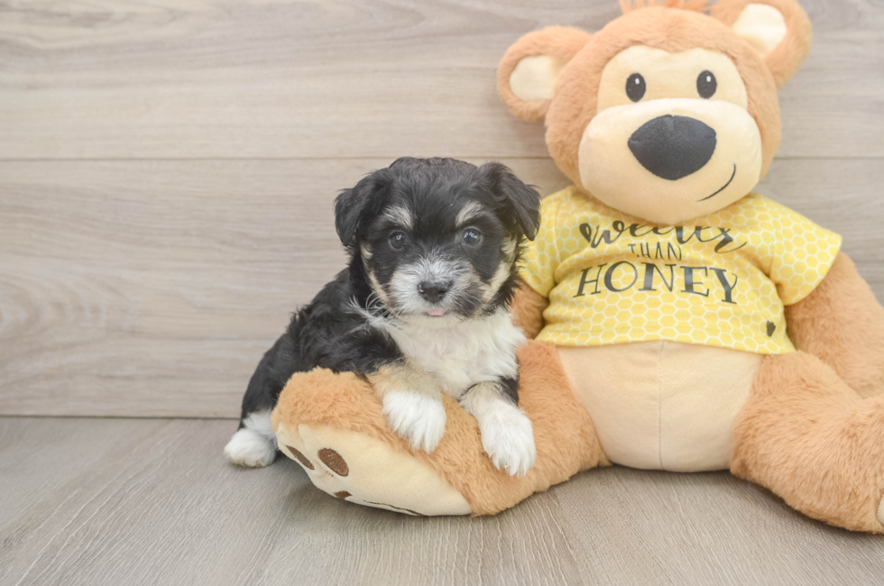 6 week old Aussiechon Puppy For Sale - Pilesgrove Pups