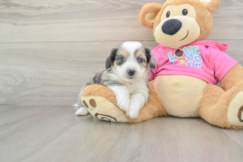 Popular Aussiechon Designer Pup