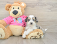 6 week old Aussiechon Puppy For Sale - Pilesgrove Pups