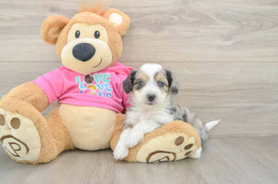 Best Aussiechon Baby