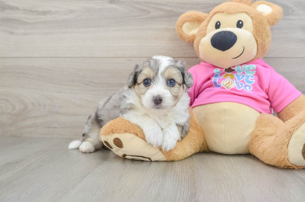 5 week old Aussiechon Puppy For Sale - Pilesgrove Pups