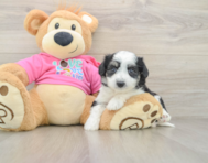 6 week old Aussiechon Puppy For Sale - Pilesgrove Pups