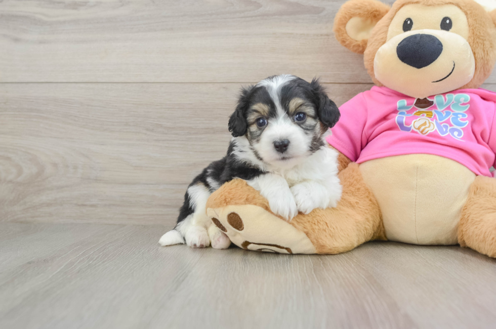 5 week old Aussiechon Puppy For Sale - Pilesgrove Pups