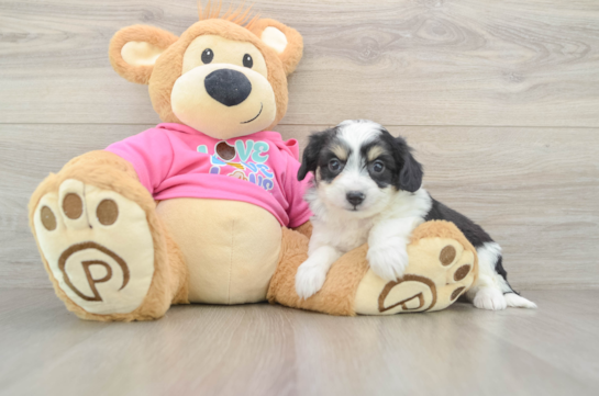 Friendly Aussiechon Baby